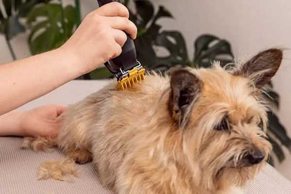Maszynka do strzyżenia zwierząt Wahl Colour Pro Cordless Pet 3027682